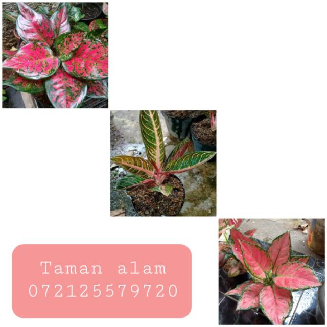 Paket murah 3 Aglonema Red dud anjamani - Red sumatera - Red anjamani
