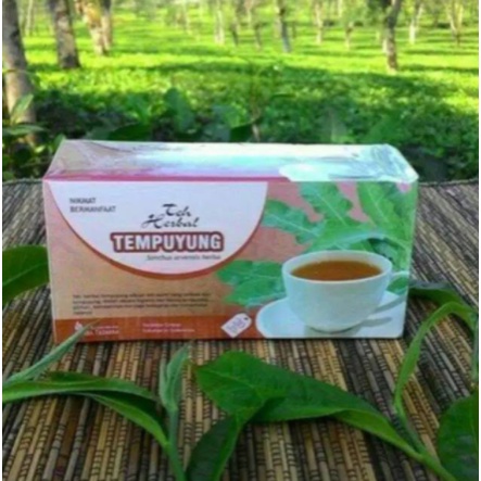 

Obat Herbal Teh Celup tempuyung original tazakka mengobati batu ginjal melancarkan buang air kecil