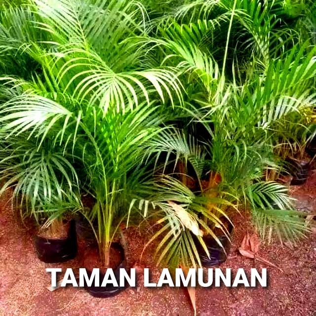 PALEM KUNING | TANAMAN HIAS PALEM KUNING UNTUK TAMAN,