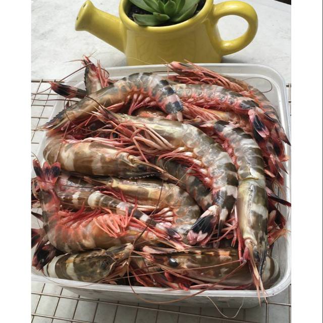 

Udang windu cat ±750gr