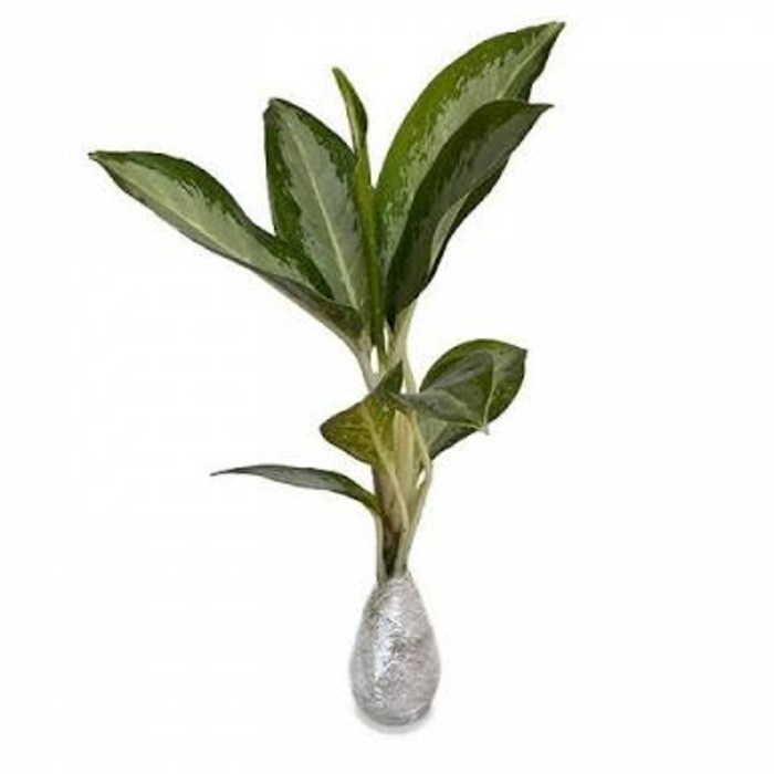 aglonema blanceng batang putih / tanaman hias blanceng batang putih