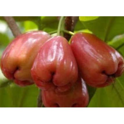 Diskon Bibit Jambu Air Lilin Merah
