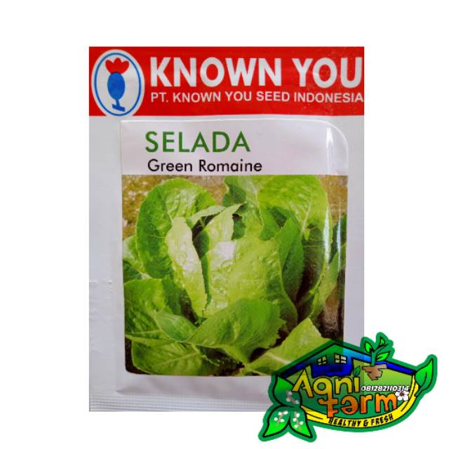 Benih Bibit Selada Green Romaine - KYS Known You Seed