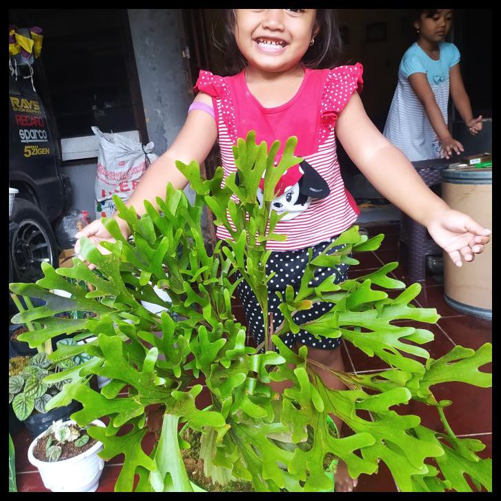 Harga Platycerium Ridleyi Tanduk Rusa Terbaru Mei 21 Biggo Indonesia