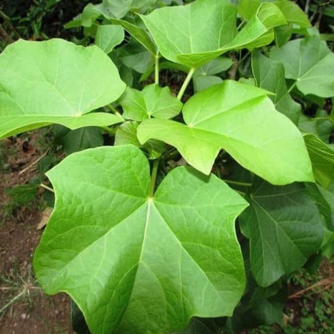 

Daun jarak herbal per daun