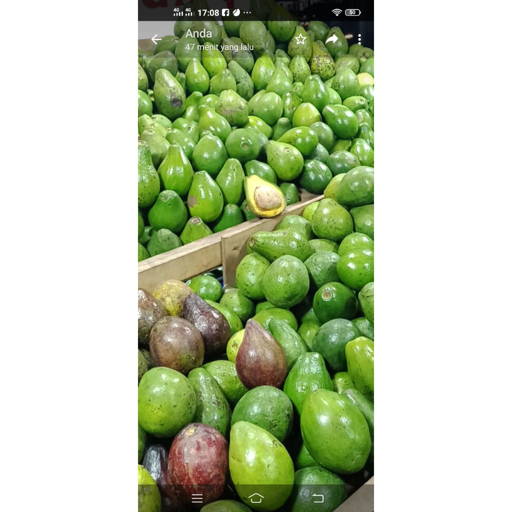 

PROMO Alpukat sekilo isi 6,7,8 buah