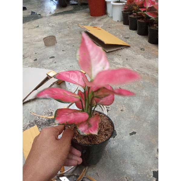 aglonema remaja pink Katrina asli