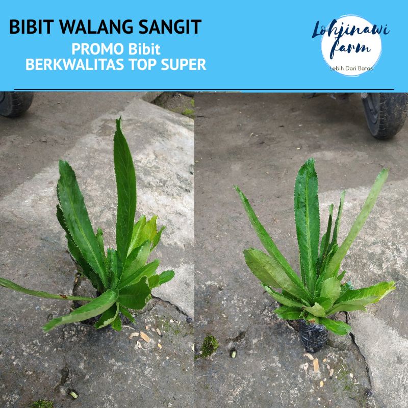 LJ BIBIT Walang Sangit Umpan Pancing Rumpun 100gr