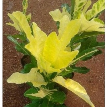 pohon puring terang bulan, tanaman puring terang bulan