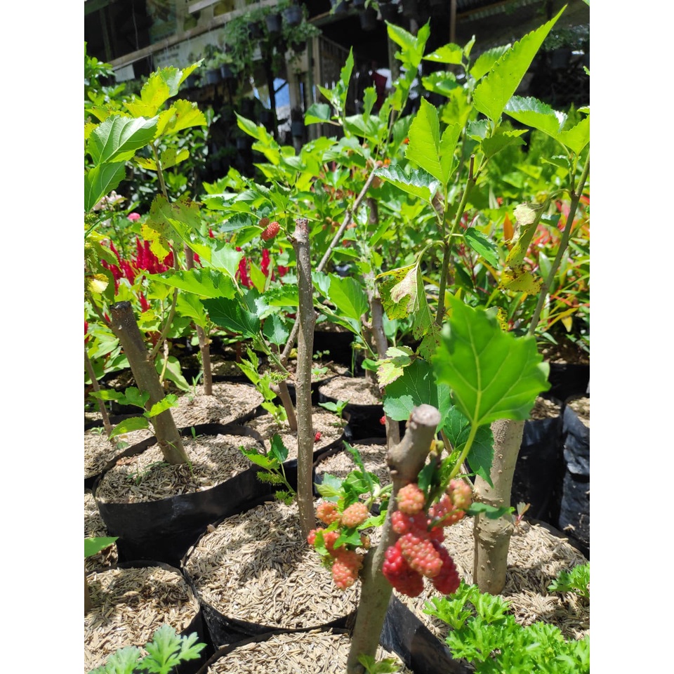 stek siap tancap dalam pot buah murbei tanaman mulbery black bery tanaman berbuah tanaman hias