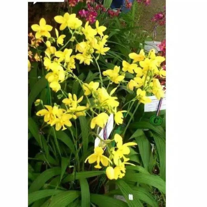 anggrek tanah kuning