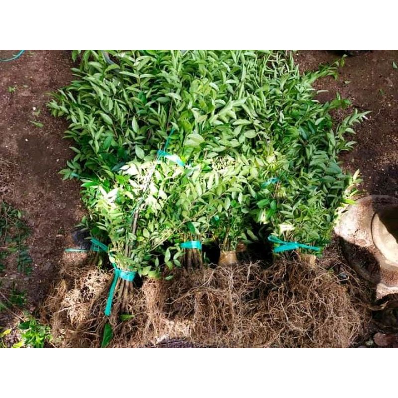 BONSAI ANTING PUTRI DARI SMAI BIJI 15K