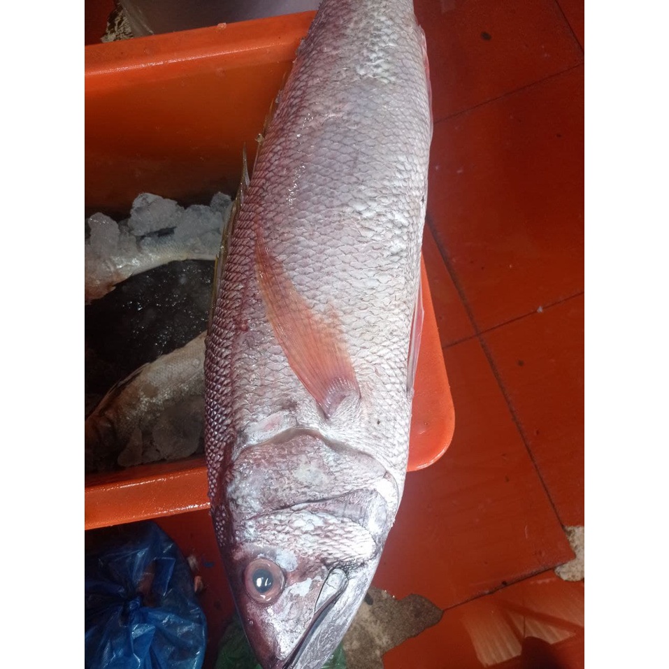 

Ikan Kakap Merah Daging