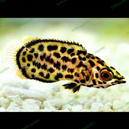 ctenopoma ikan daun - ikan hias aquascape