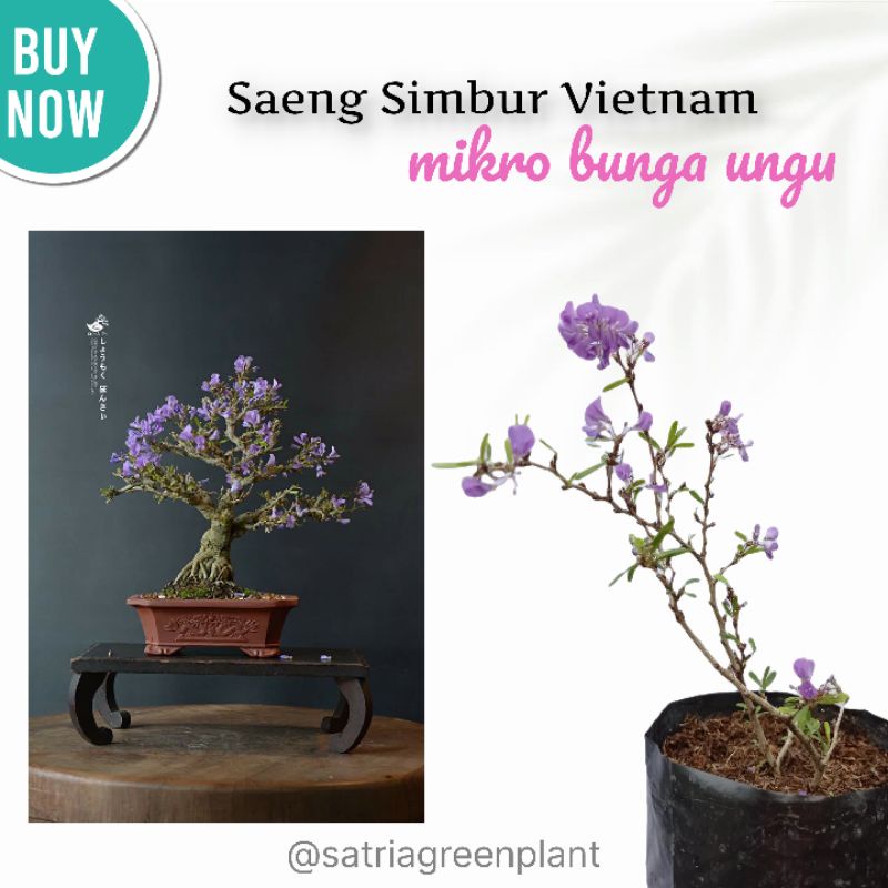 Saeng Simbur Mikro Vietnam