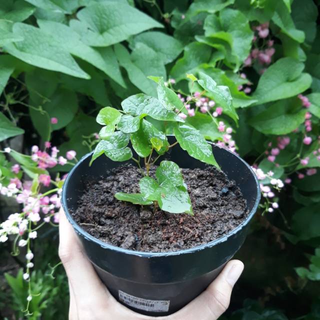 Baby Tunas bibit bunga AMP (Antigonon Leptopus / AMP / Air Mata Pengantin)