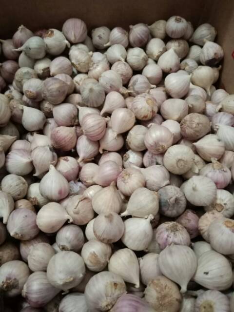 Bawang Putih Tunggal / Lanang Import Super 500Gram