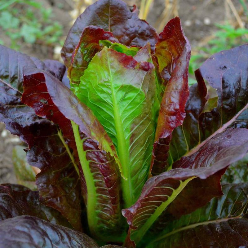 50 Benih/Biji/Bibit Selada Red Romaine