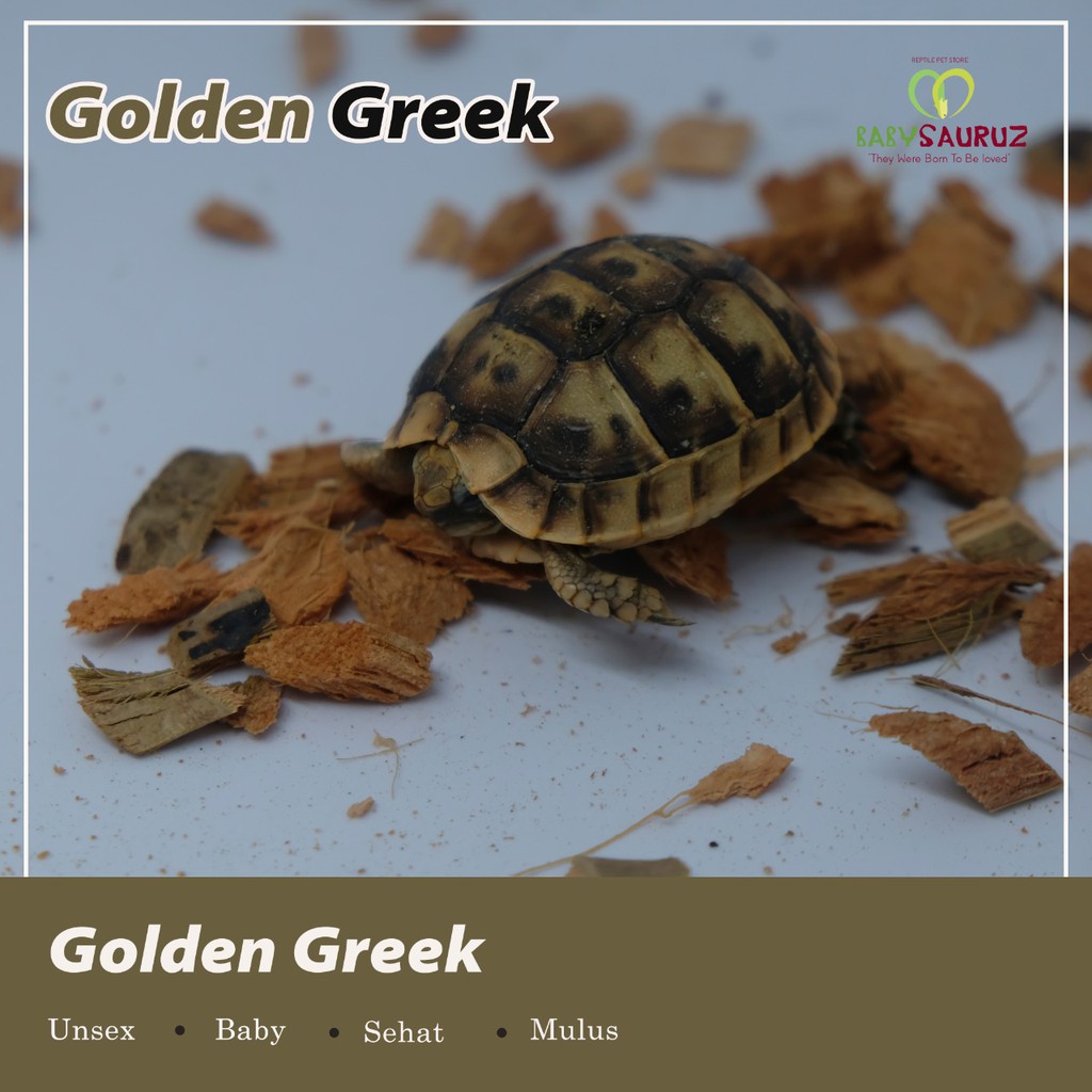GOLDEN GREEK TORTOISE