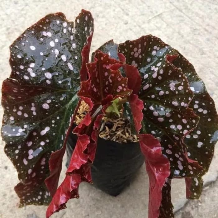 tanaman hias begonia polkadot - begonia mocca - angel wing - polcadot