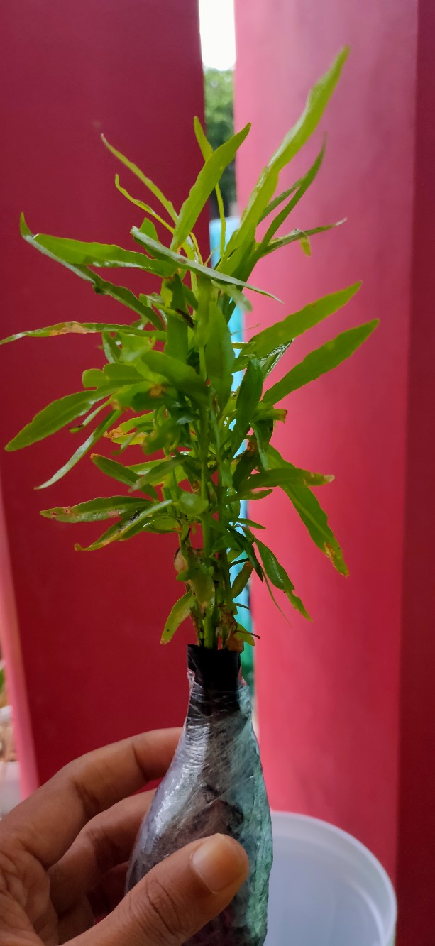 Pohon Anti Nyamuk | Pohon Zodia