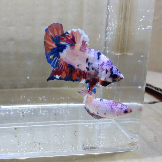 1 Pasang Ikan Cupang Nemo Candy Dot Dot