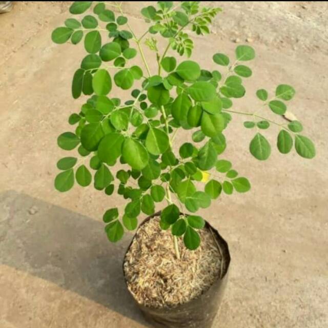 Tanaman hias hidup pohon kelor - tanaman herbal