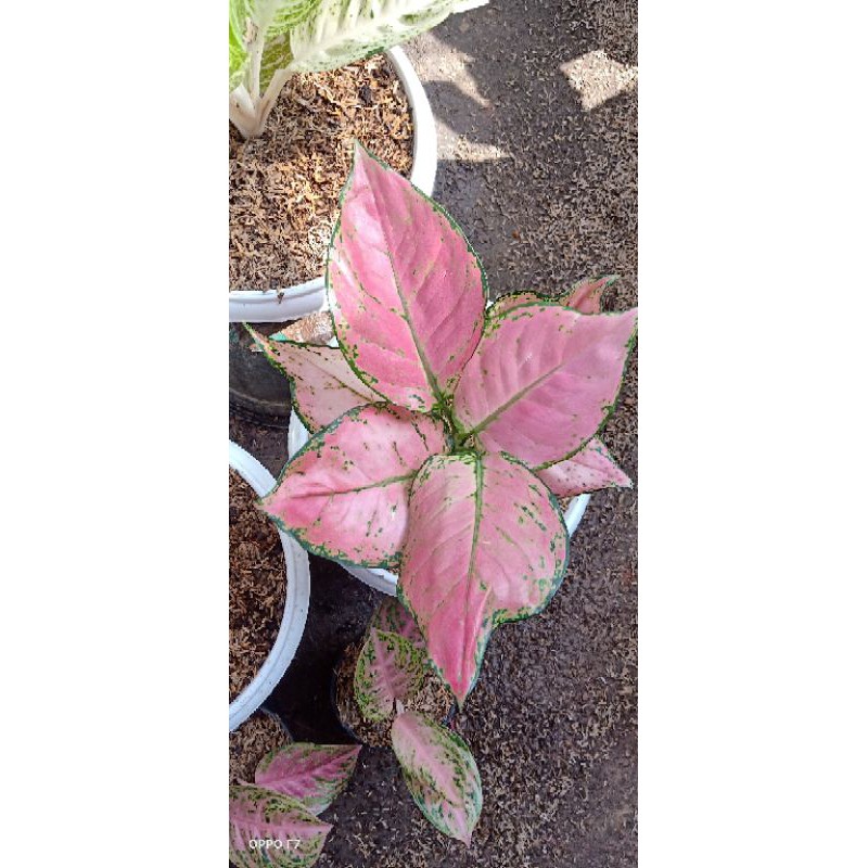 aglonema pink katrina