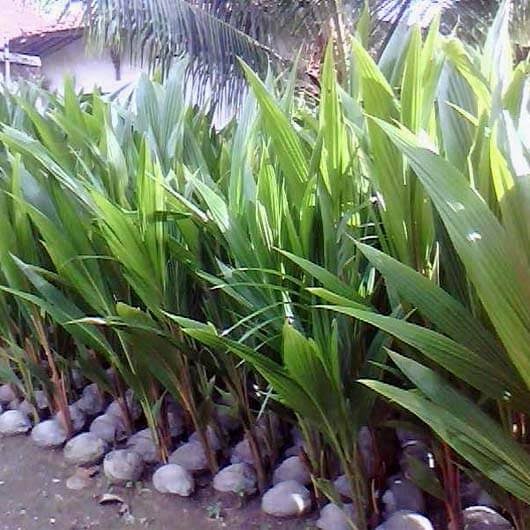 Bibit kelapa hibrida / kelapa ijo