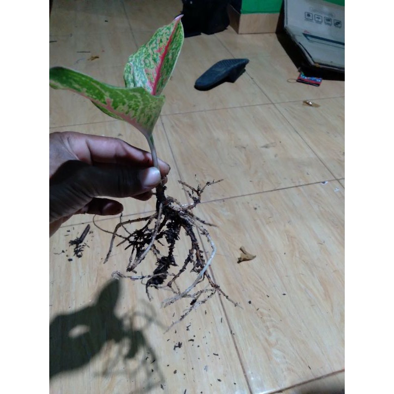 aglonema WULANDARI anakan
