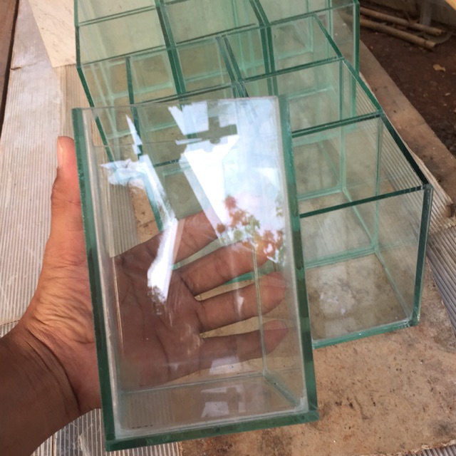 Soliter ikan cupang soliter cupang soliter murah soliter selfie extra daun Ketapang