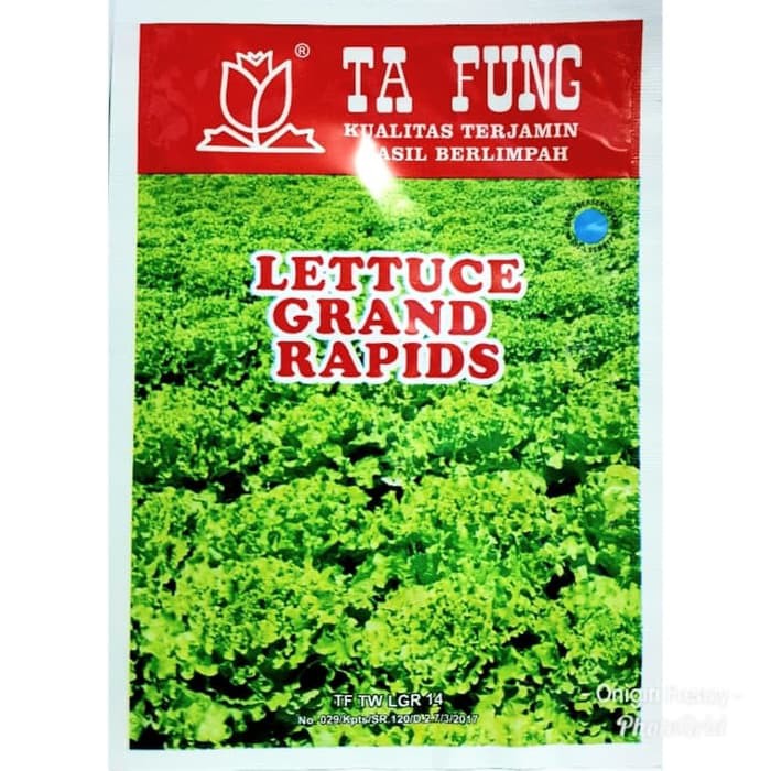 10 Grams Benih Lettuce Grand Rapids (Selada Keriting Hijau) Ta Fung