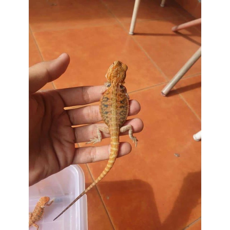 BeardedDragonSuperRedHetHypo