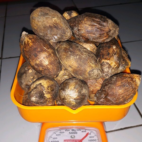 Biji Buah Pinang Tua Segar Kuning Matang