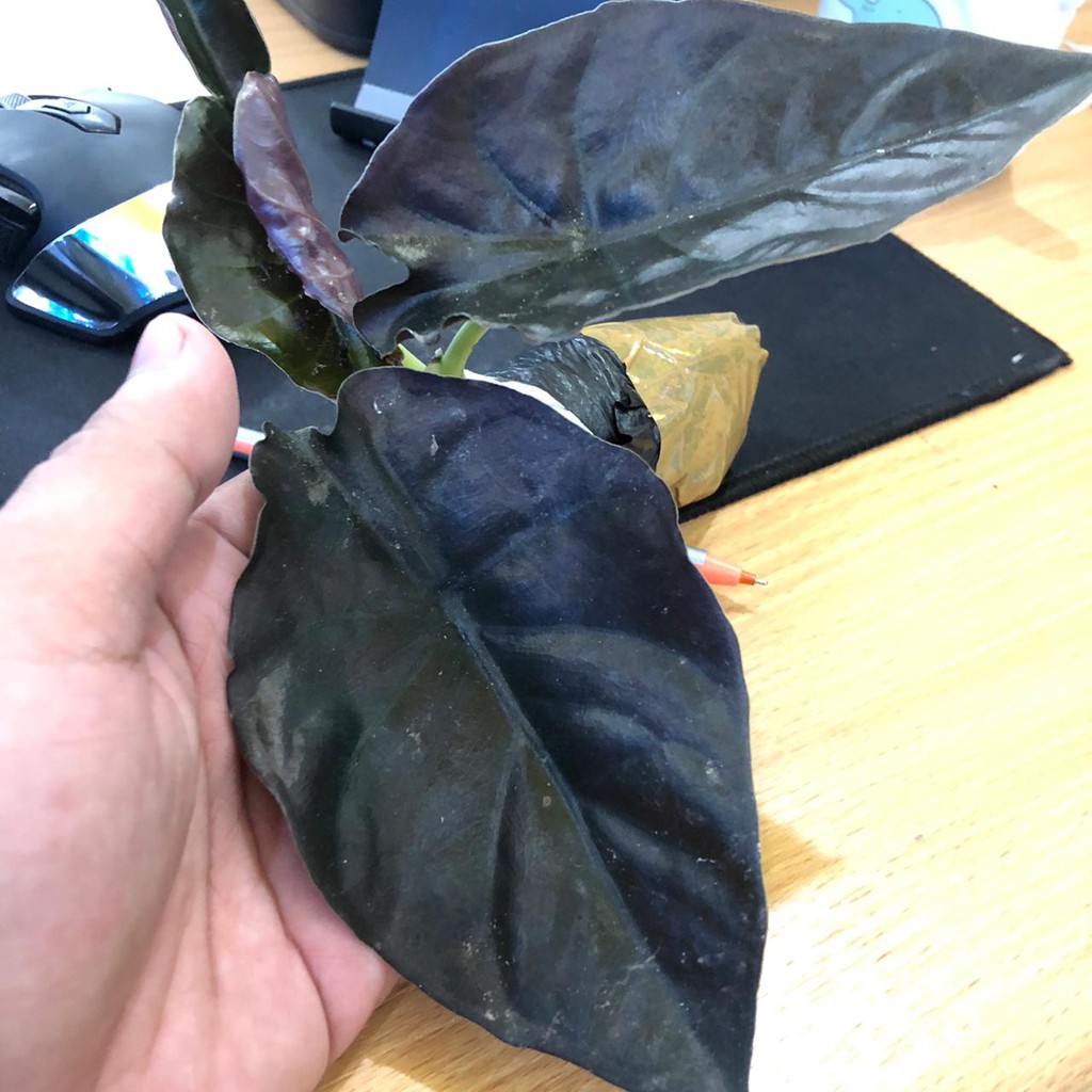Alocasia black indo 3 Daun dewasa (daun hitam) | black borneo | alocasia infernalis black