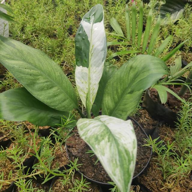 sepatufillum variegata - tanaman pembersih udara - sepatufillum - peace Lily variegata- peace lily
