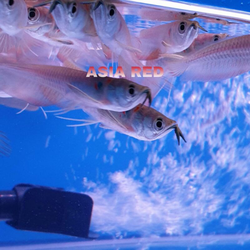 ikan arwana silver red promo murah /silver red arowana fish