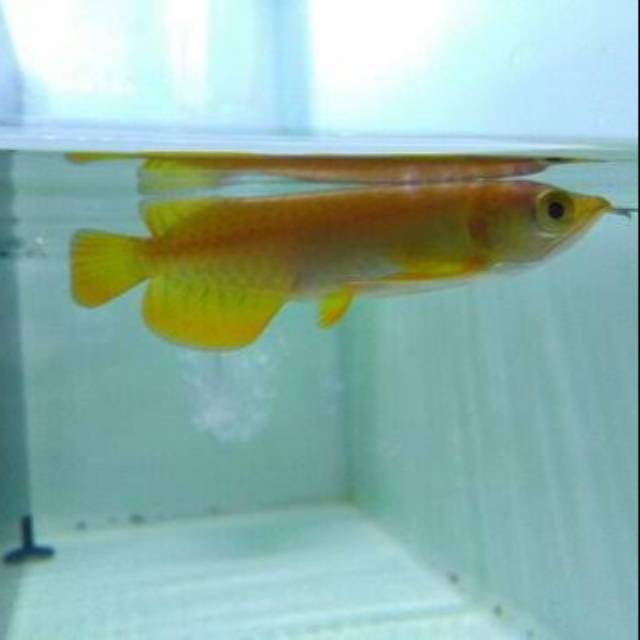 Ikan Arwana golden red baby