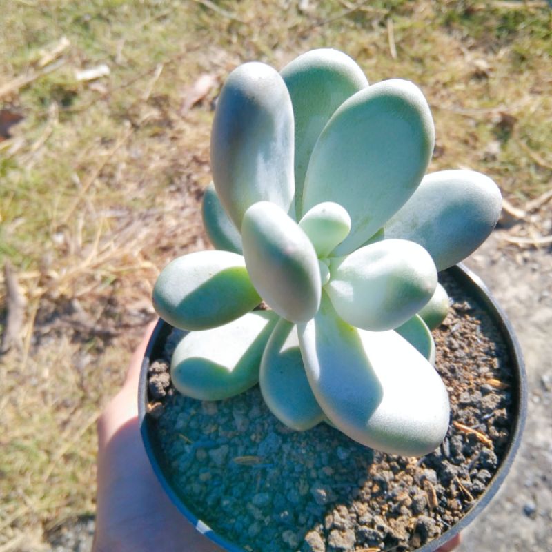 sukulen Moonstone pot10 gendut tinggi realpic