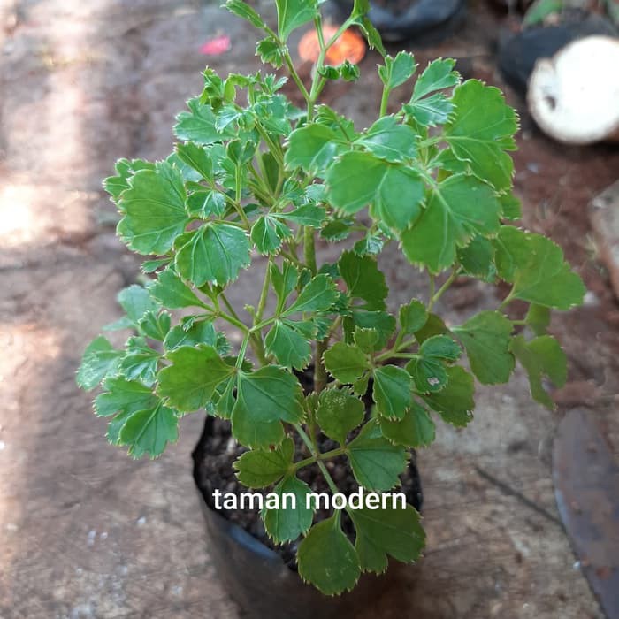 POHON ANDONG LAUT HIJAU-bibit tanaman andong laut hijau