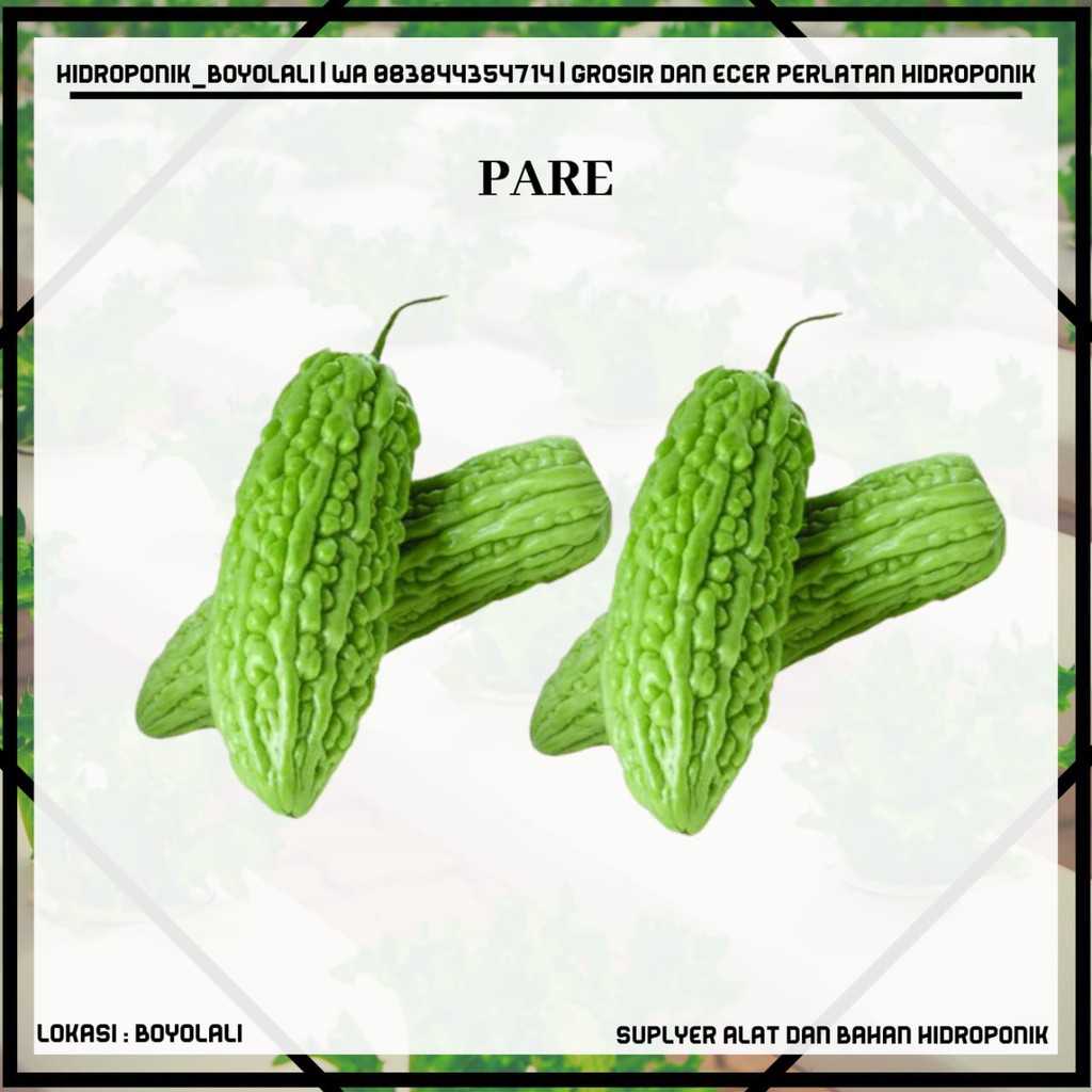 BENIH PARE LIPA F1 KEMASAN EKONOMIS