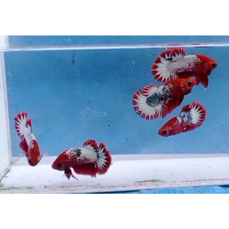 FCCP RED HEAD mix Army