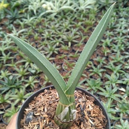 kaktus sukulen// eulophia petersii(anggrek gurun)