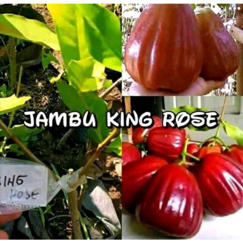 bibit jambu air king rose