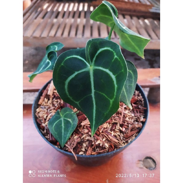 anthurium clarinervium dark form