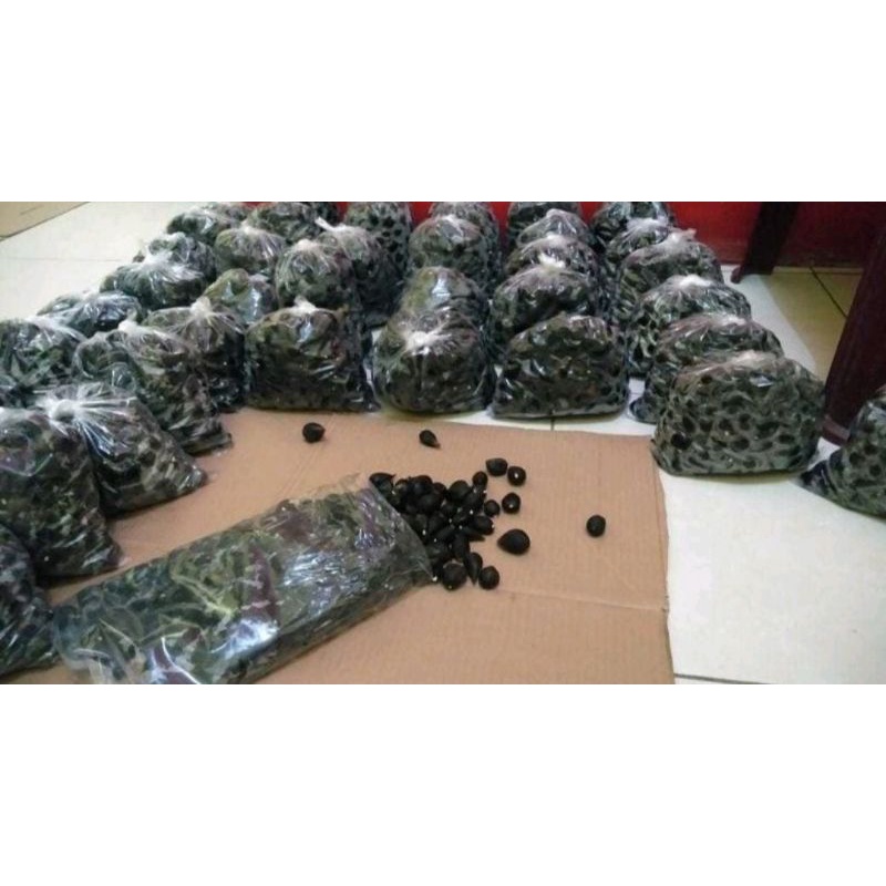 PolongKelapaSawitUnggulBijiKecil(tenera)