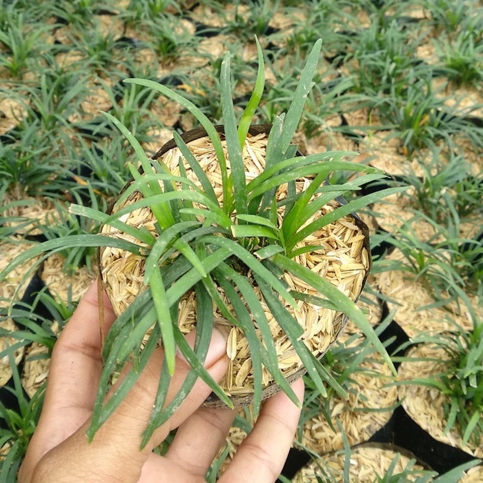 tanaman Kucay kucai mini tanaman pengganti rumput /BUNGA HIDUP TANAMAN HIAS HIDUP/BUNGA HIASAN RUMAH