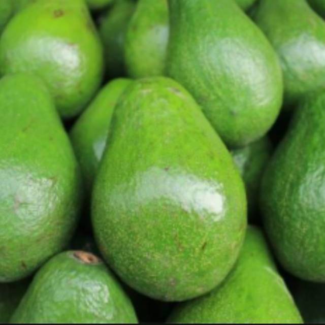 

Alpukat mentega bekwalitas