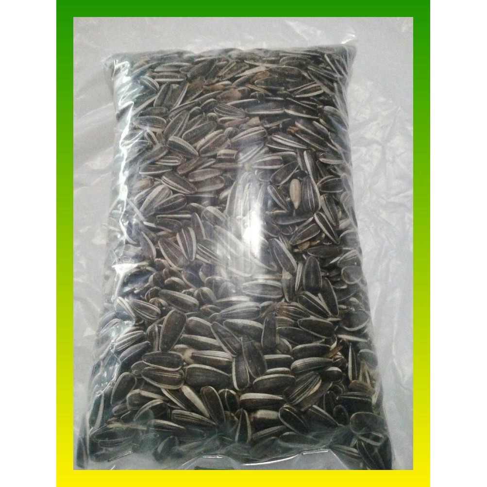 KWACI KUACI HITAM UNTUK LOVEBIRD