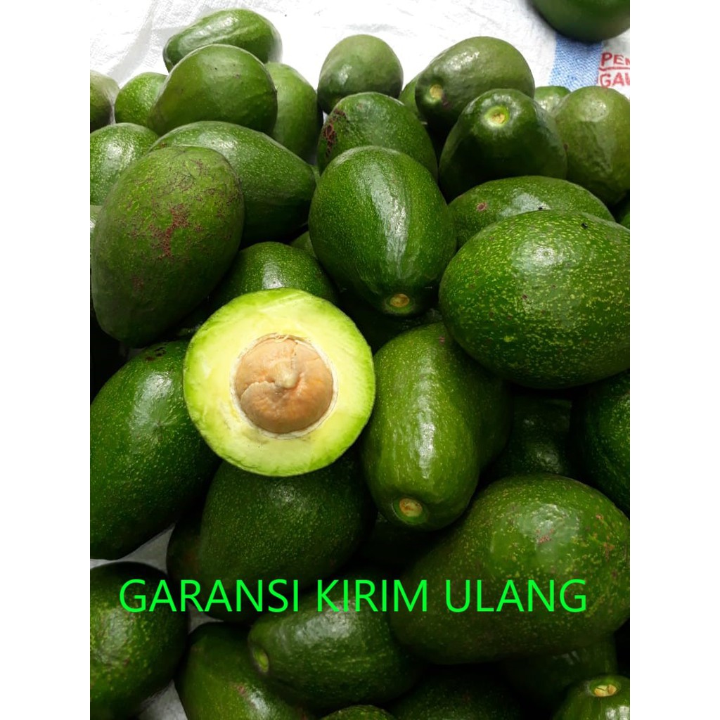 

ALPUKAT MURAH A2 ALPUKET MENTEGA SUPER ASGAR